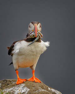 Successful Fishing Trip - Photo by John McGarry