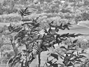 Sumac Tree in Talcott Mountain - Photo by Chip Neumann