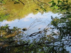 Summer Day - Photo by Harold Grimes