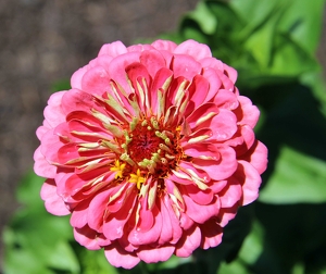 summer flower - Photo by Harold Grimes