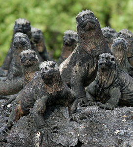 Sun Worshipping Rock Zombies - Photo by Eric Wolfe