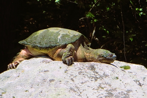 Sunbathing on a rock - Photo by Mireille Neumann
