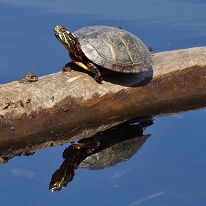 Sunny Reflection - Photo by Quyen Phan