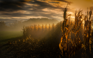 Sunrise in the Cornfield - Photo by Danielle D'Ermo