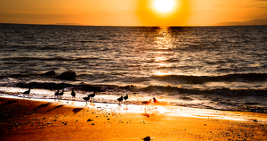 Sunset Gathering - Photo by Peter Rossato