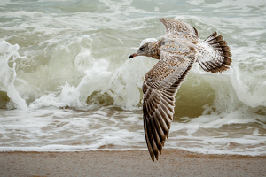 Surf Side by Bill Payne