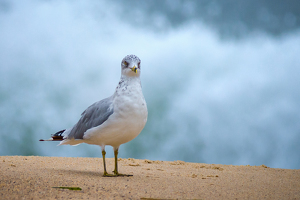 Surf's Up,  Where Is My Board? - Photo by Bill Payne