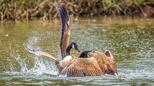 Surrendering to the victory - Photo by Frank Zaremba MNEC