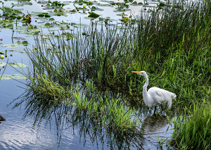 Surveying my domain - Photo by Mary Anne Sirkin