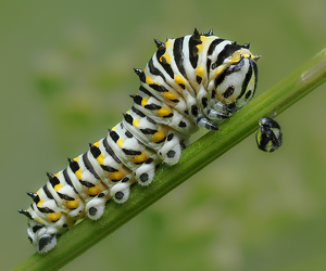 Salon 1st: Swallowtail Renewed by Bob Ferrante