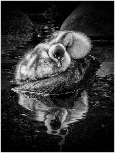 Swan chick reflection - Photo by Frank Zaremba MNEC