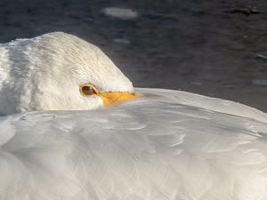 Swan Snooze - Photo by Frank Zaremba MNEC