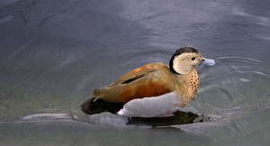 Swim Time - Photo by Alene Galin