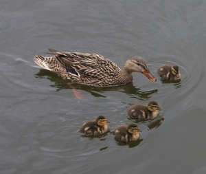 Class B 1st: Swimming with Babies by Charles Hall