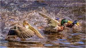 Syncronized Landing - Photo by Frank Zaremba MNEC