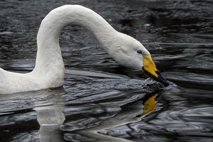 Take A Sip - Photo by Bill Payne