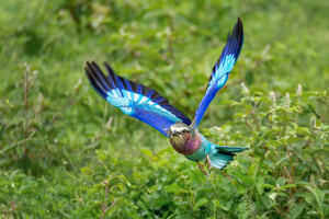 Take-off! - Photo by Susan Case