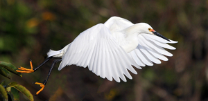 Take-off - Photo by Ron Thomas