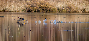 Takeoff splashes! - Photo by Merle Yoder