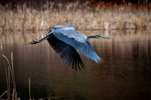 Takeoff - Photo by Bill Payne