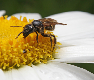 Taking a break - Photo by Ron Thomas