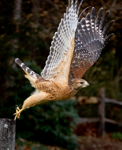 Class B 2nd: Taking Flight by Quyen Phan