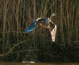 Taking Flight - Photo by René Durbois