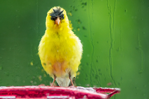 Talk about a bad hair day ... Male Goldfinch in Rain - Photo by Aadarsh Gopalakrishna