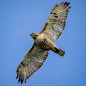 Tattered Wings - Photo by Merle Yoder