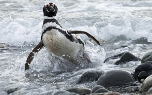 That Was An Invigorating Swim - Photo by Louis Arthur Norton