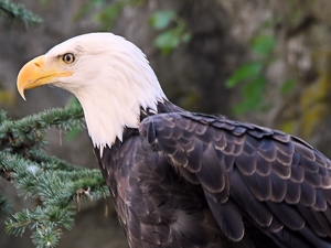 The Bald Eagle - Photo by Charles Hall