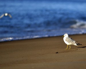 The beach is mine - Photo by Charles Huband