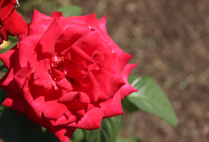 The Beauty of a Rose - Photo by Harold Grimes