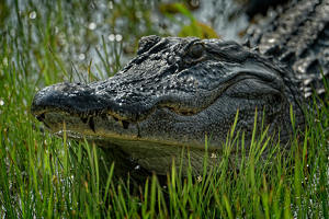 The Big Fella - Photo by John McGarry