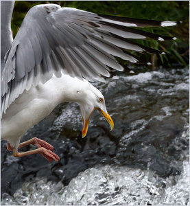 Salon HM: The Call of the Herring Gull by John Straub