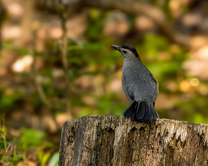 The Catbird Seat - Photo by Arthur McMannus