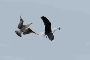 The Chase - Photo by Lorraine Cosgrove