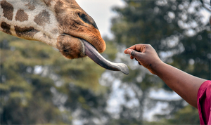 The Connection - Photo by Susan Case