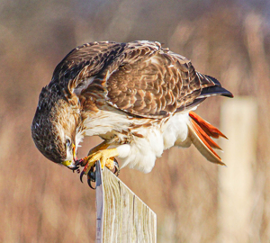 The Crumb that Got Away - Photo by Jim Patrina