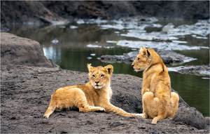 The cub's water hole - Photo by Susan Case