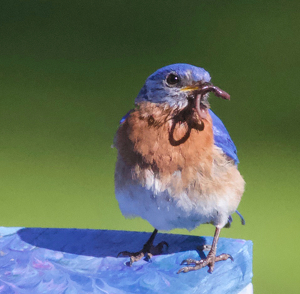 The Early Bird - Photo by Ben Skaught