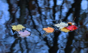 The End of Autumn - Photo by Ian Veitzer