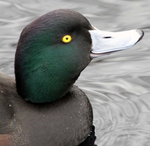 The Eye has it - Photo by Harold Grimes