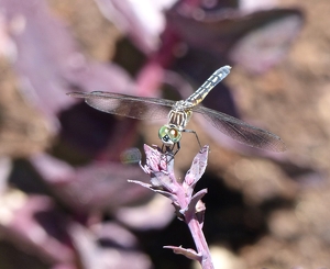 The Eyes Have it! - Photo by Wendy Rosenberg