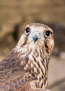 The Eyes Have It - Photo by Linda Fickinger