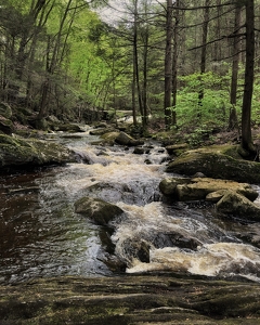 The Falls in the Spring - Photo by Dolores Brown