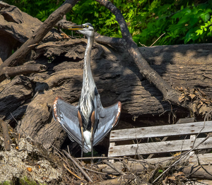 The Flasher - Photo by Libby Lord