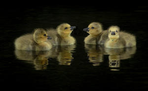 The four amigos - Photo by Merle Yoder