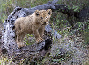 The Great Adventurer - Photo by Nancy Schumann