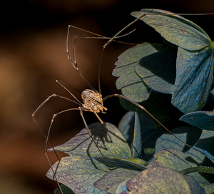 The Harvestman and Hydrangea - Photo by Linda Fickinger